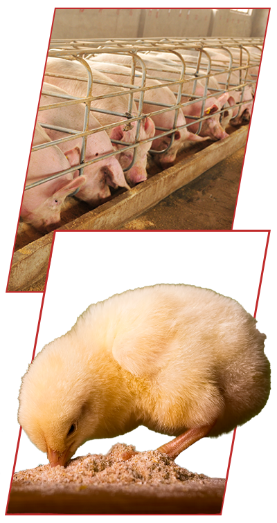 Direct Business Impacts of FeedView Systems